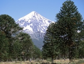 Lanín Volcano framed by an Arucaria tree Patagonia, Argentina Photo: Eddy Ancinas